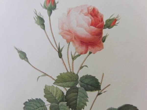 Pierre-Joseph Redout、The Roses46、希少画集画