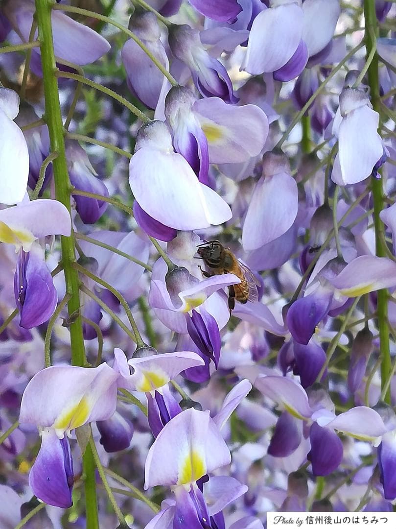 【令7】百花蜜 1000g 2本 長野県産 国産蜂蜜 生はちみつ 西洋蜜蜂z
