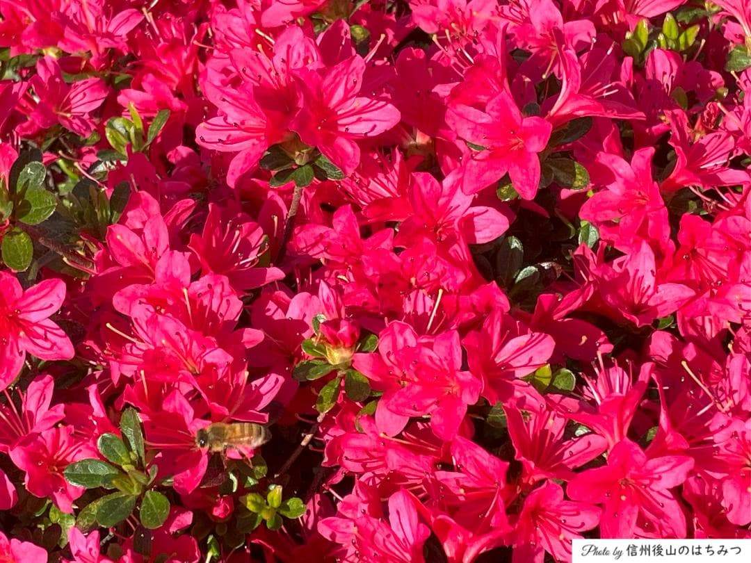 【令7】百花蜜 1000g 2本 長野県産 国産蜂蜜 生はちみつ 西洋蜜蜂z