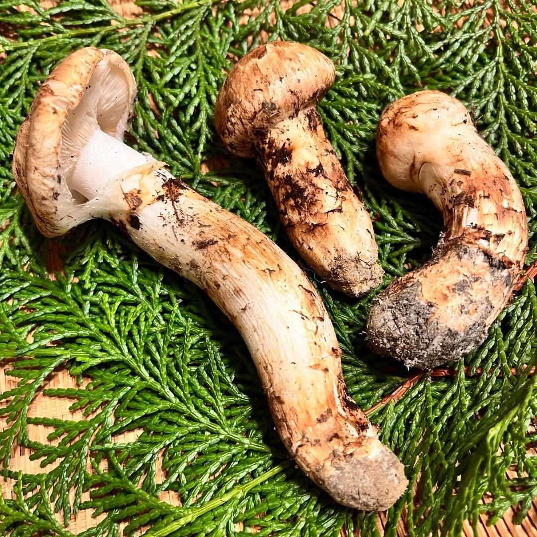 【1箱のみ】国産松茸 つぼみ・開きかけ（良型）　約97g