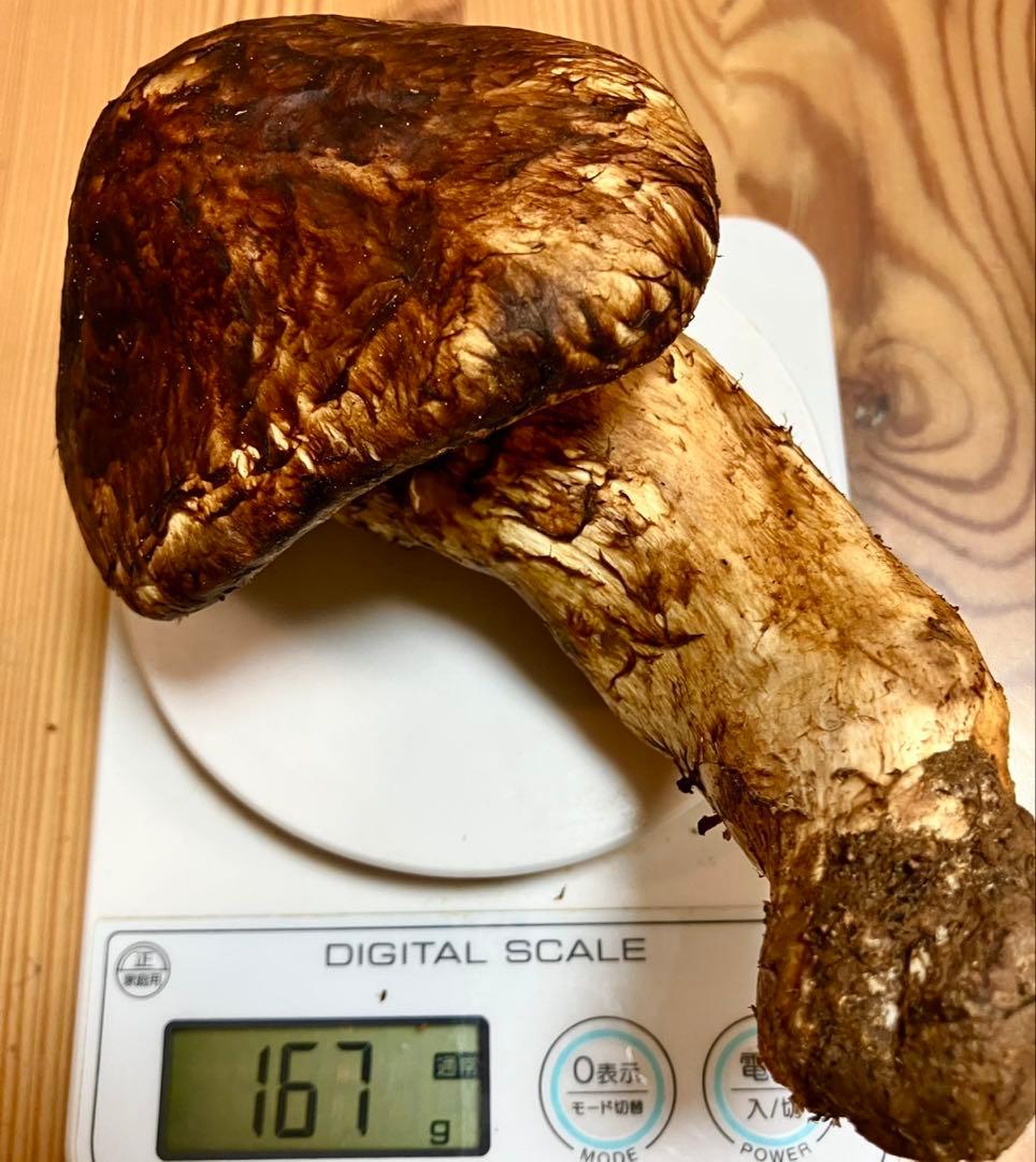 食*才様 長野県 飯田市産 新鮮 松茸 6本 557g 国産松茸 かなりいいもの