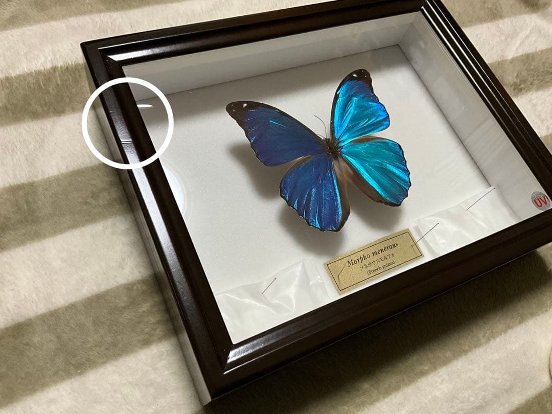 Morpho meneraus　メネラウスモルフォ　標本　ケース付き