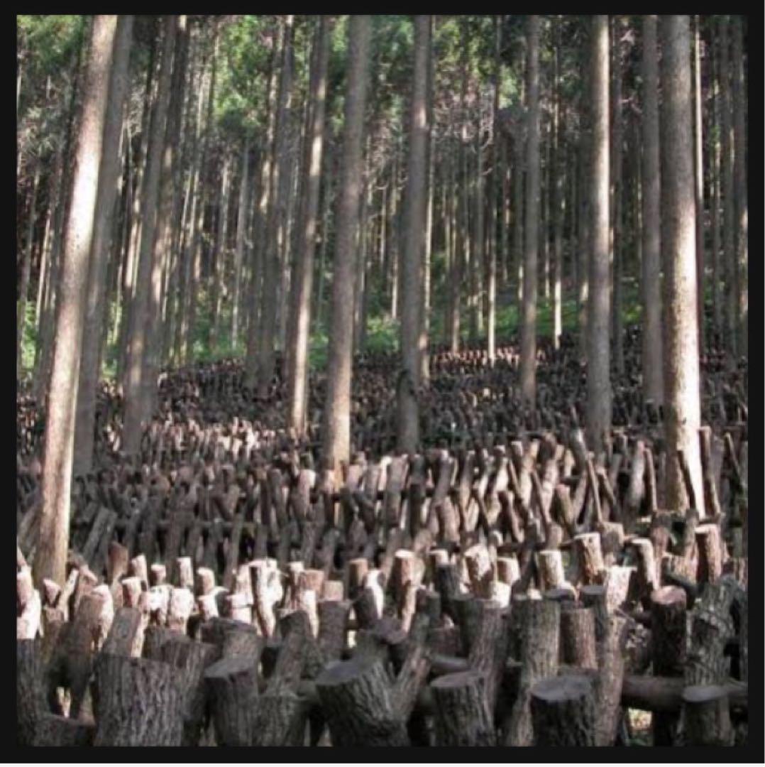 【産地直送】 乾燥椎茸　1kg 業務用　しいたけ　岩手県産　東北の味　業務用お得