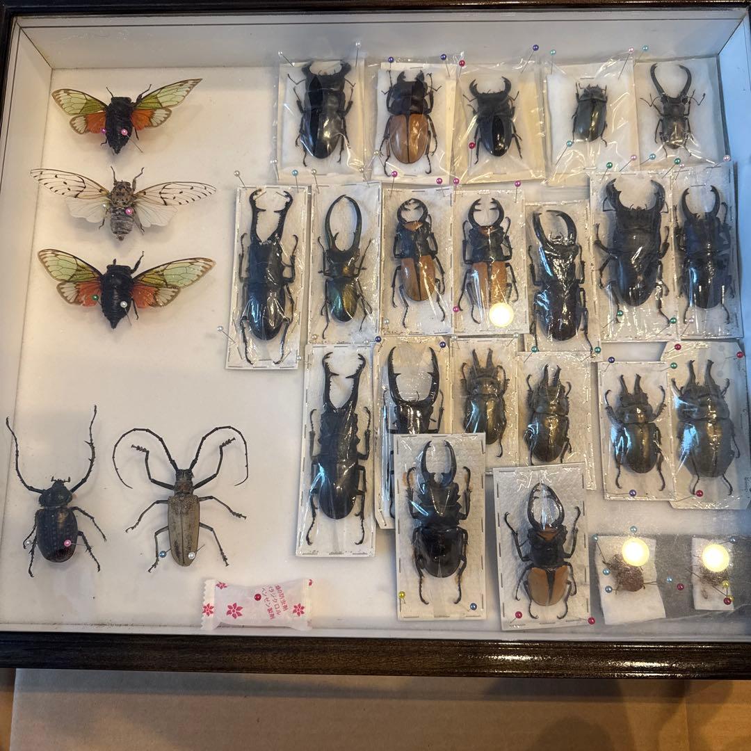 【引取限定】クワガタ&蝉その他標本箱2個セット