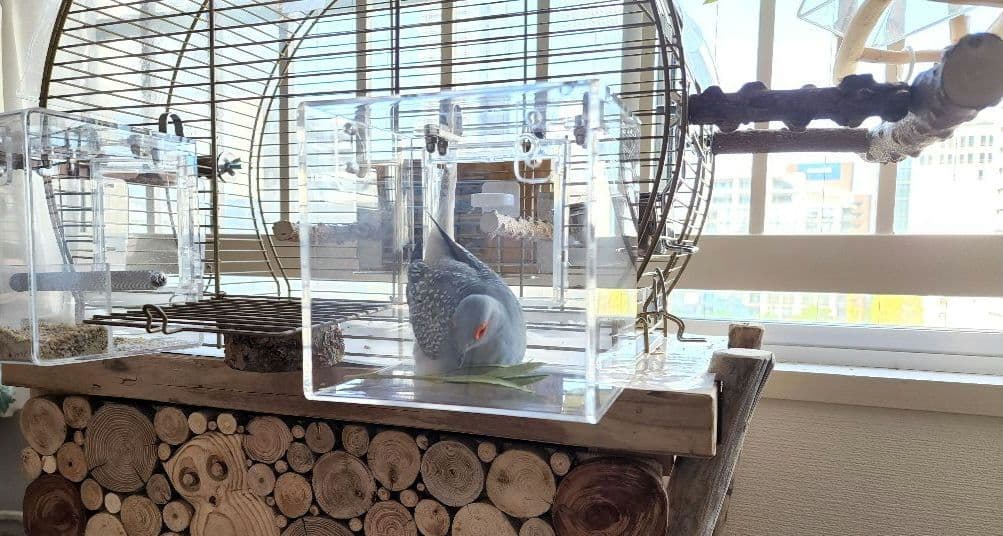 鳥かご 44.5cm x 25cm ヨーロッパ 輸入 ケージ