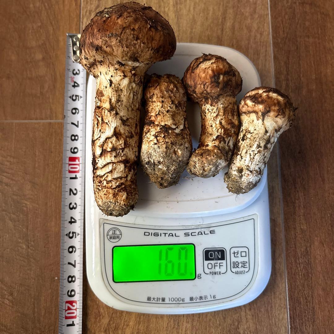 信州産‼️松茸 4本セット 160g 10/17朝採れ