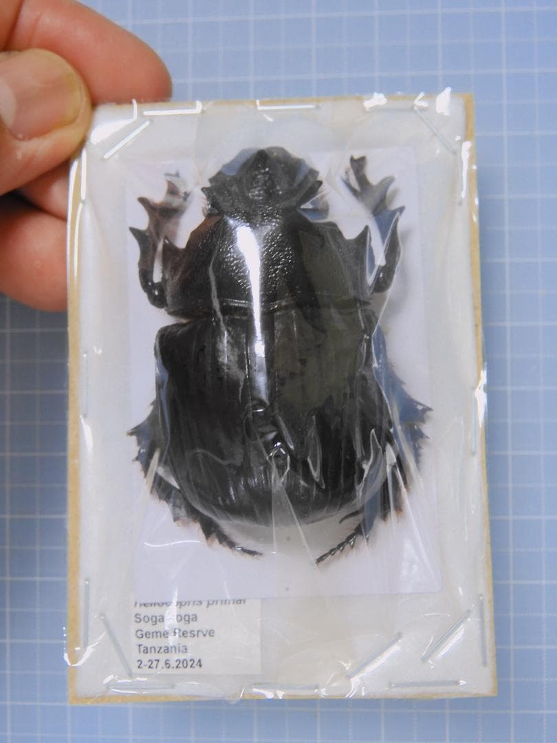 標本 Tanzania Helicopris pirmal 51mm