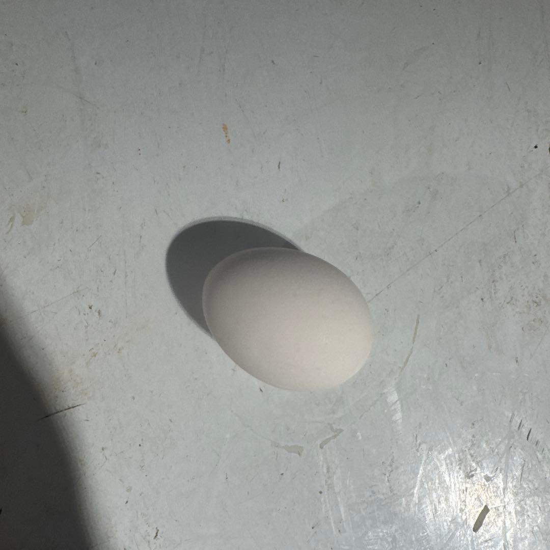 白い卵