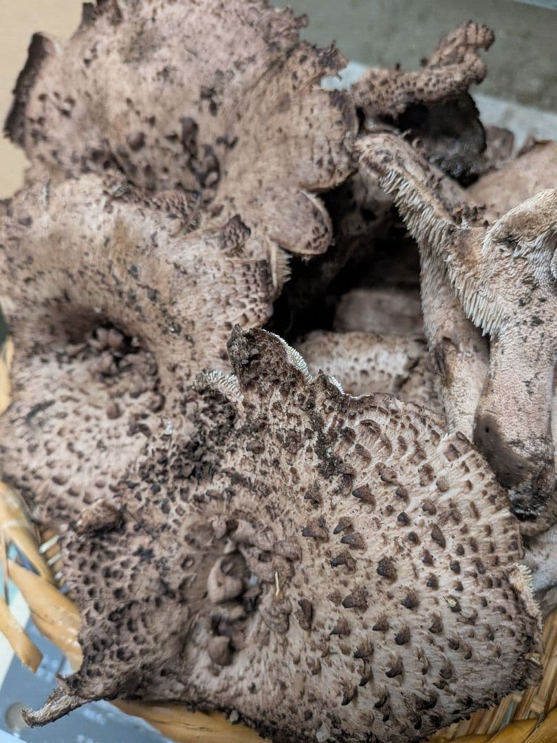 天然キノコ、香茸(コウタケ)1kg以上~