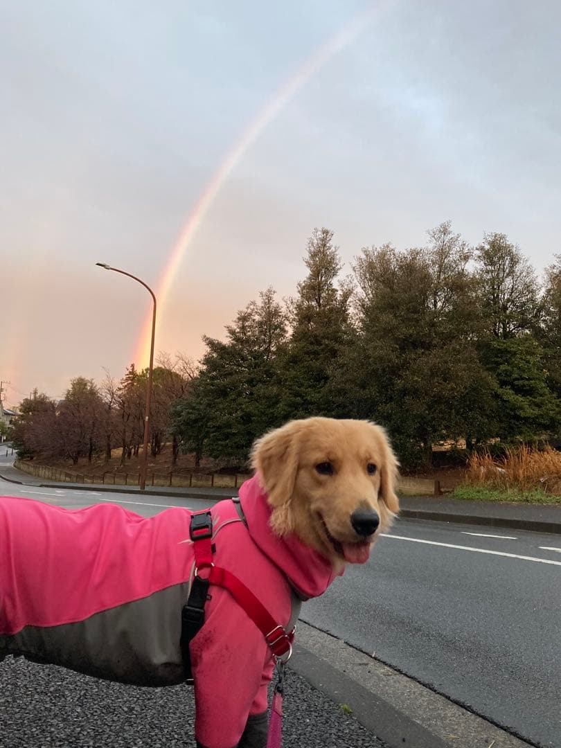 アルファアイコン レインドッグガード 4L