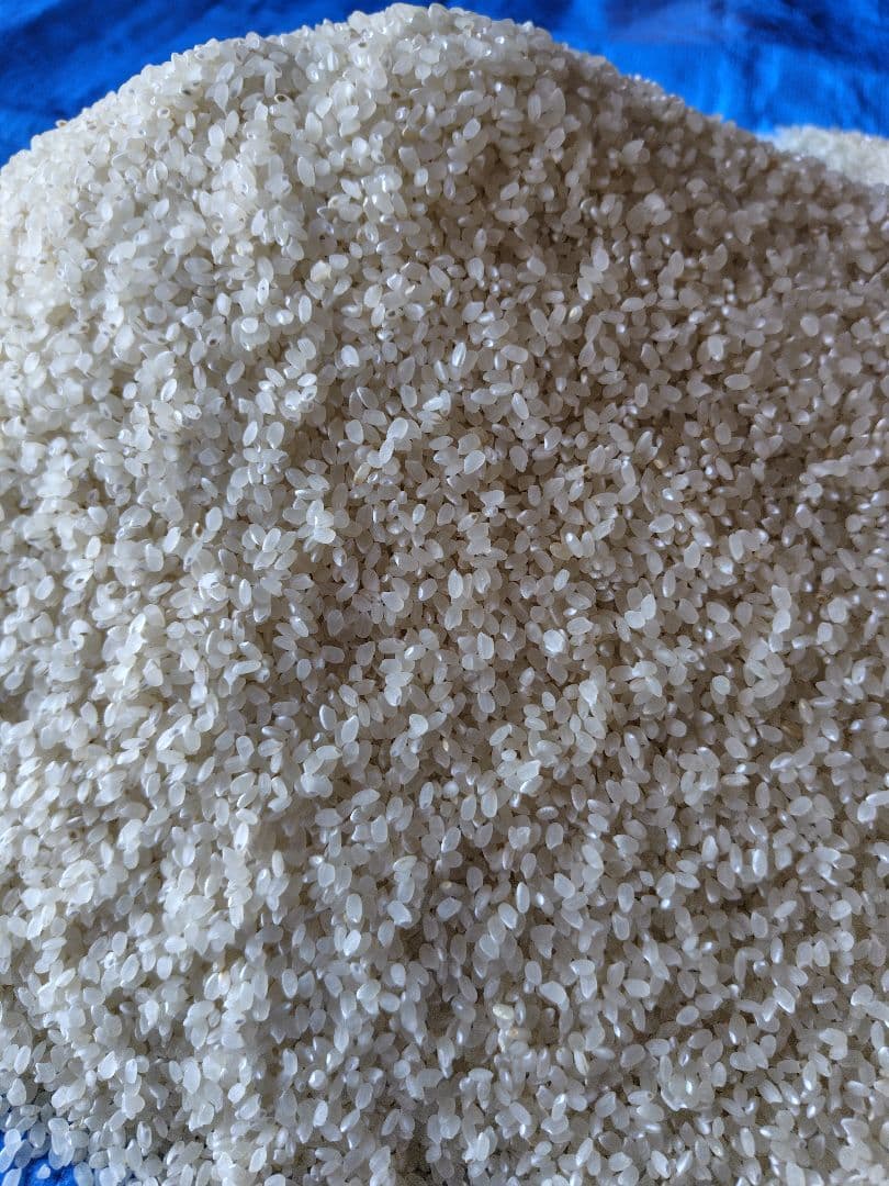 令和５年度産（古米）１０月収穫　 長野県産コ シヒカリ　玄米保管　１９キロ