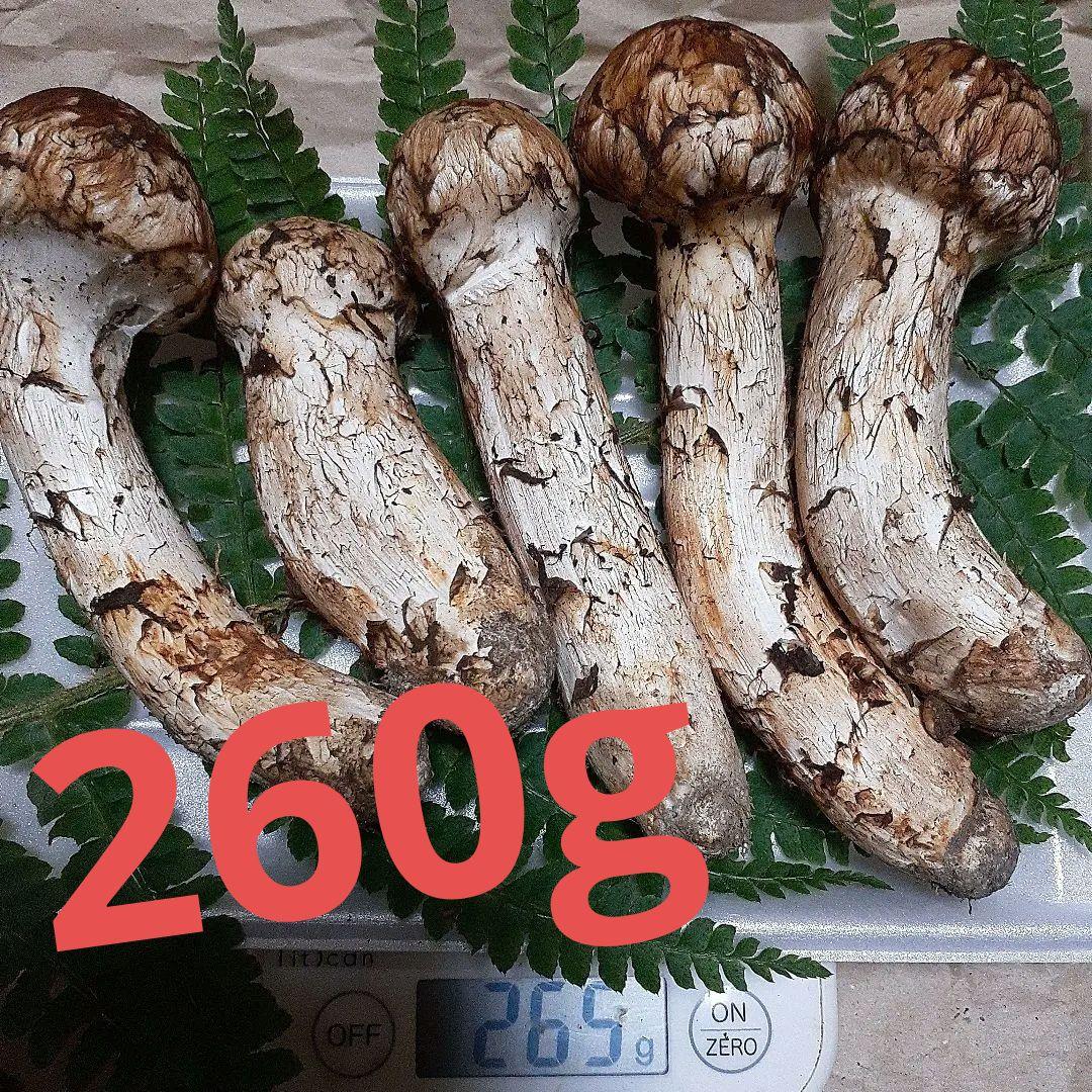 岩手県産松茸　本日10/14採れ　送料込み