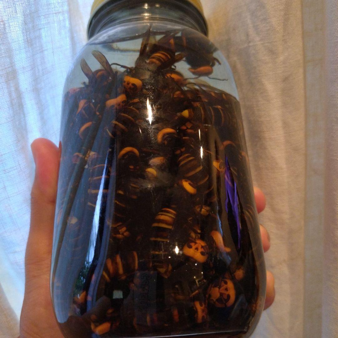 オオスズメバチ　焼酎漬け