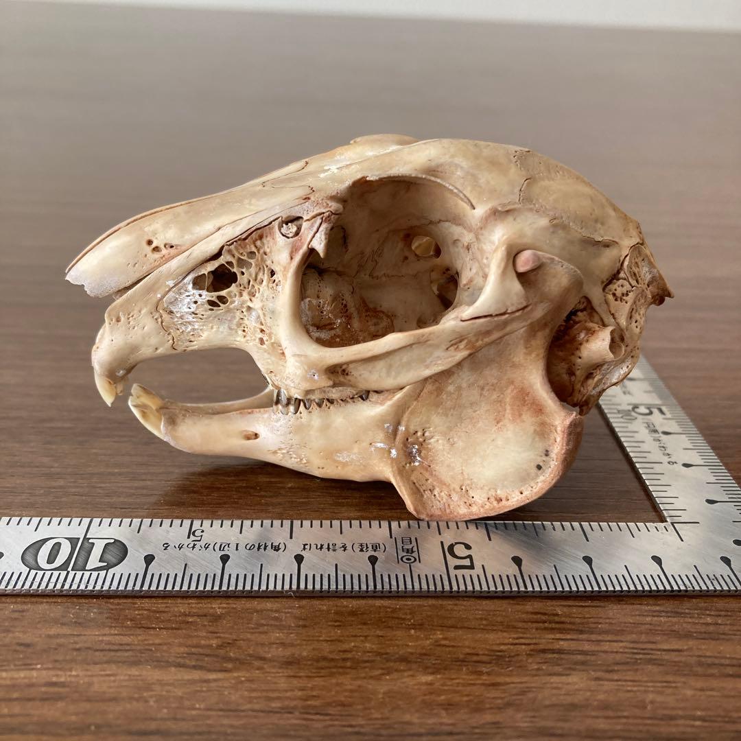 ノウサギの骨標本　頭骨標本