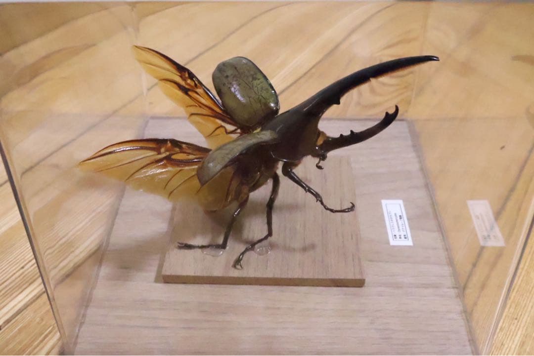 ヘラクレスオオカブト標本 クリアケース入り　飛翔体　142mm