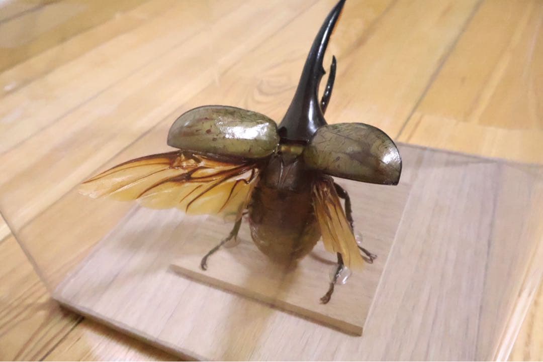 ヘラクレスオオカブト標本 クリアケース入り　飛翔体　142mm
