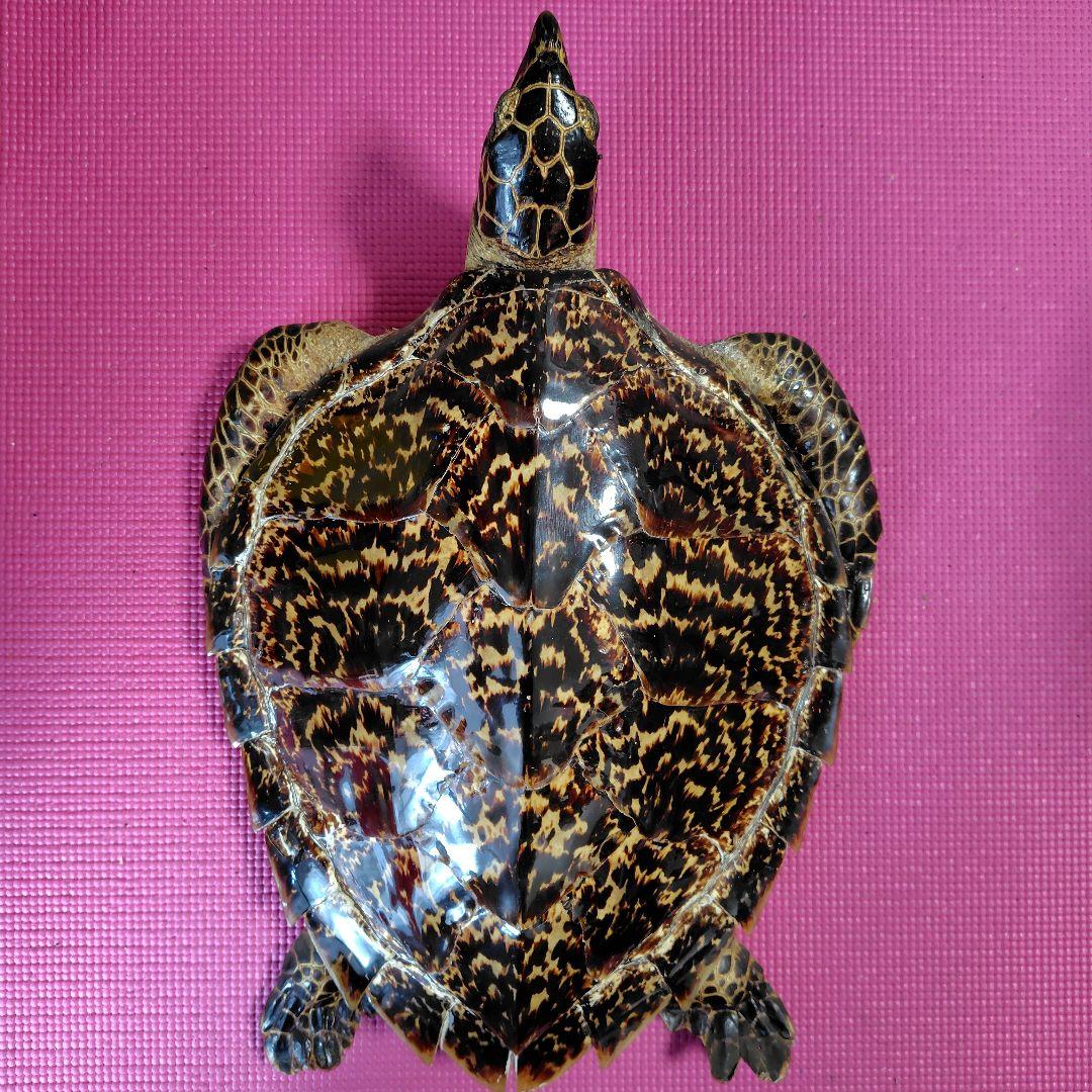 亀 　タイマイ 　剥製