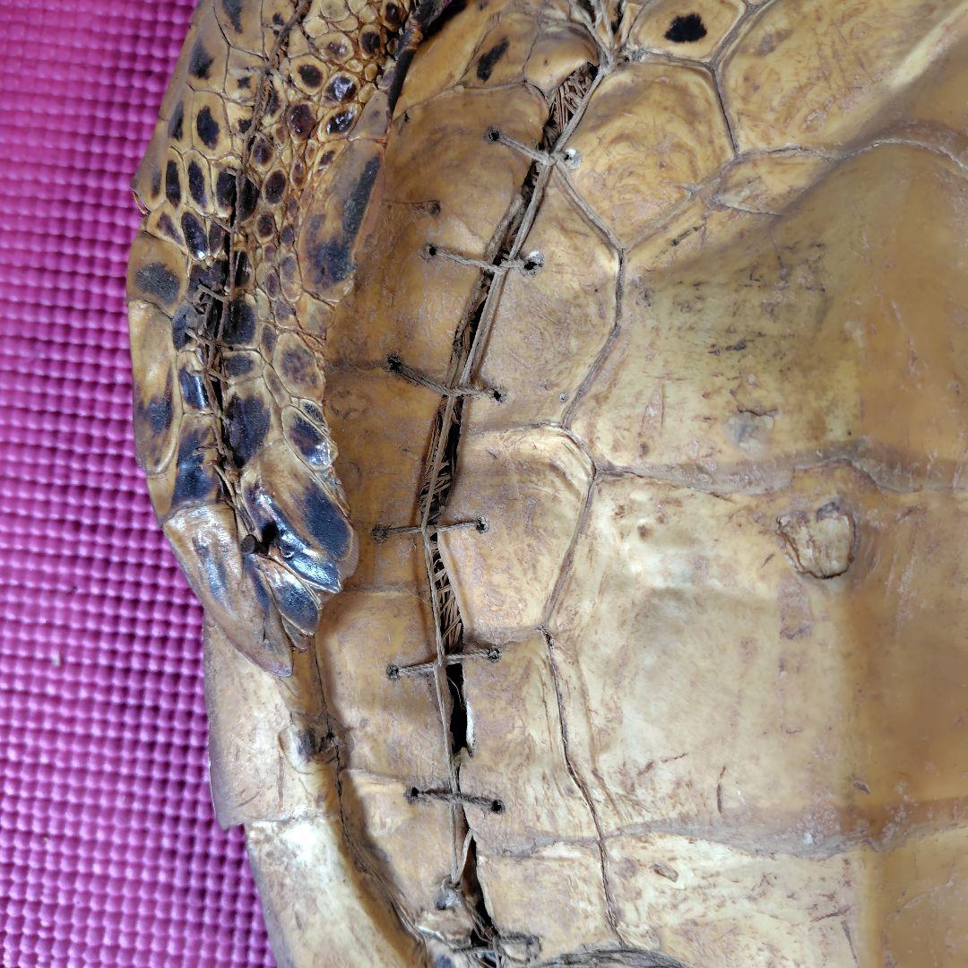 亀 　タイマイ 　剥製