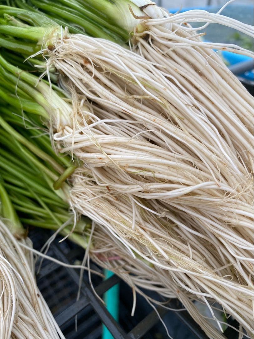 三関せり　秋田県産　1キロ