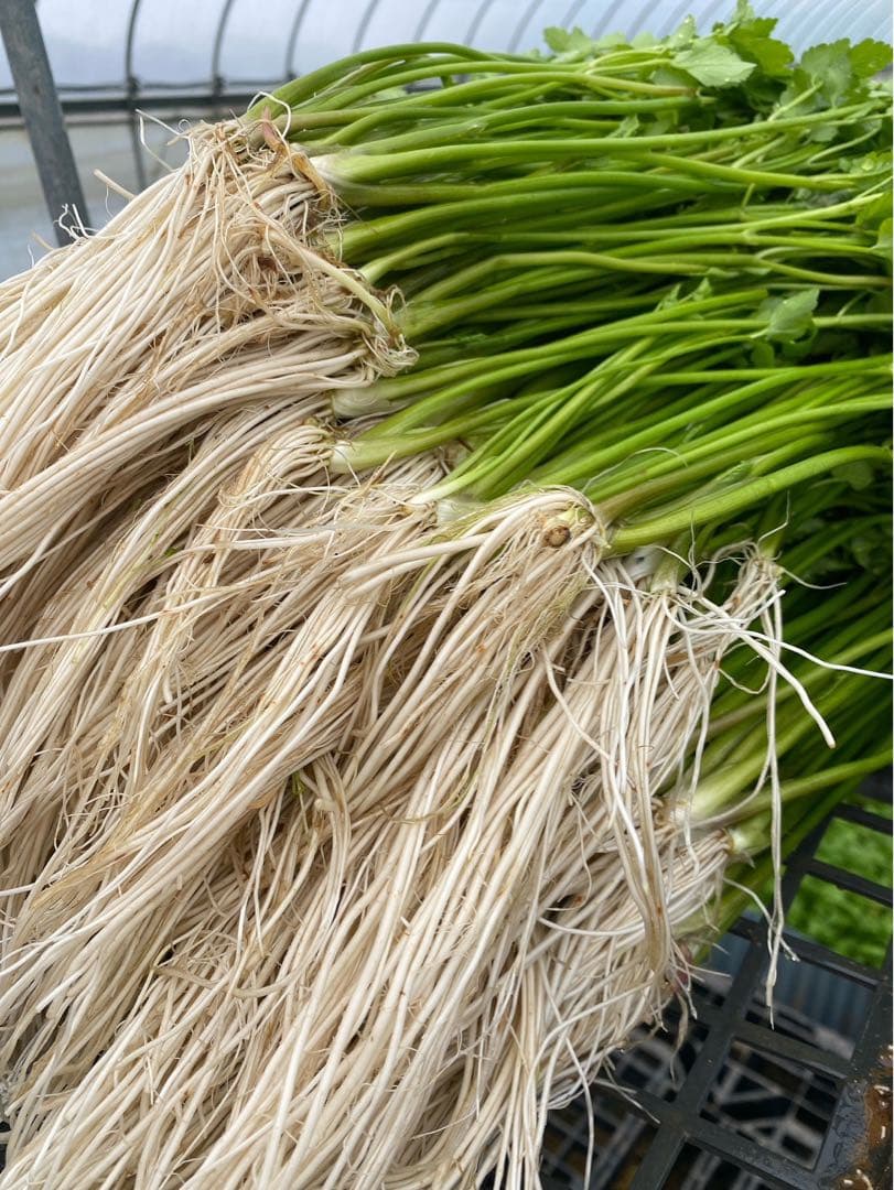 三関せり　秋田県産　1キロ