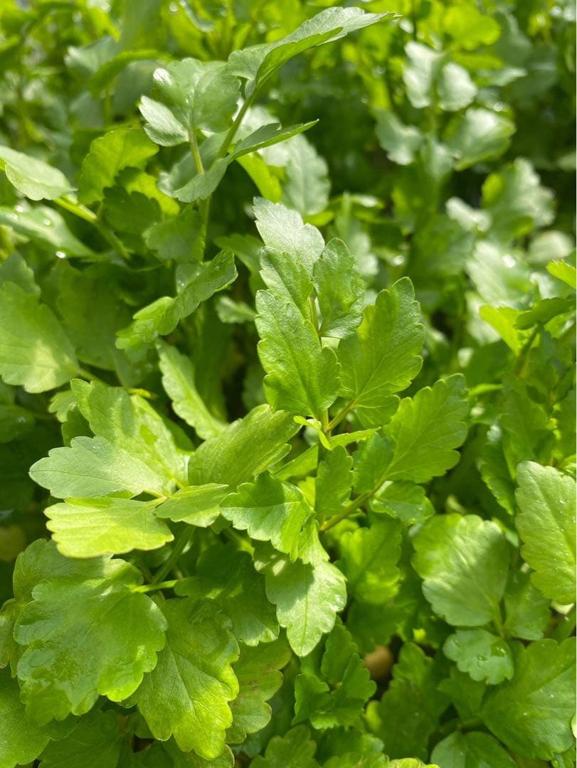 三関せり　秋田県産　1キロ