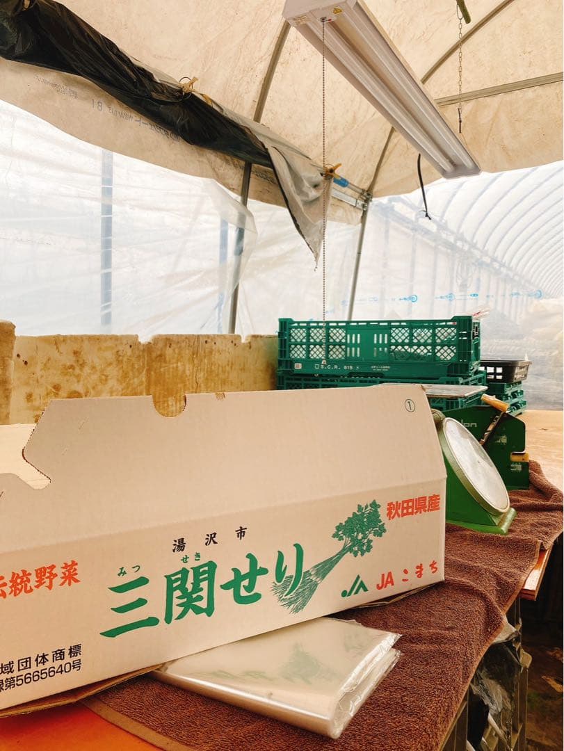 三関せり　秋田県産　1キロ