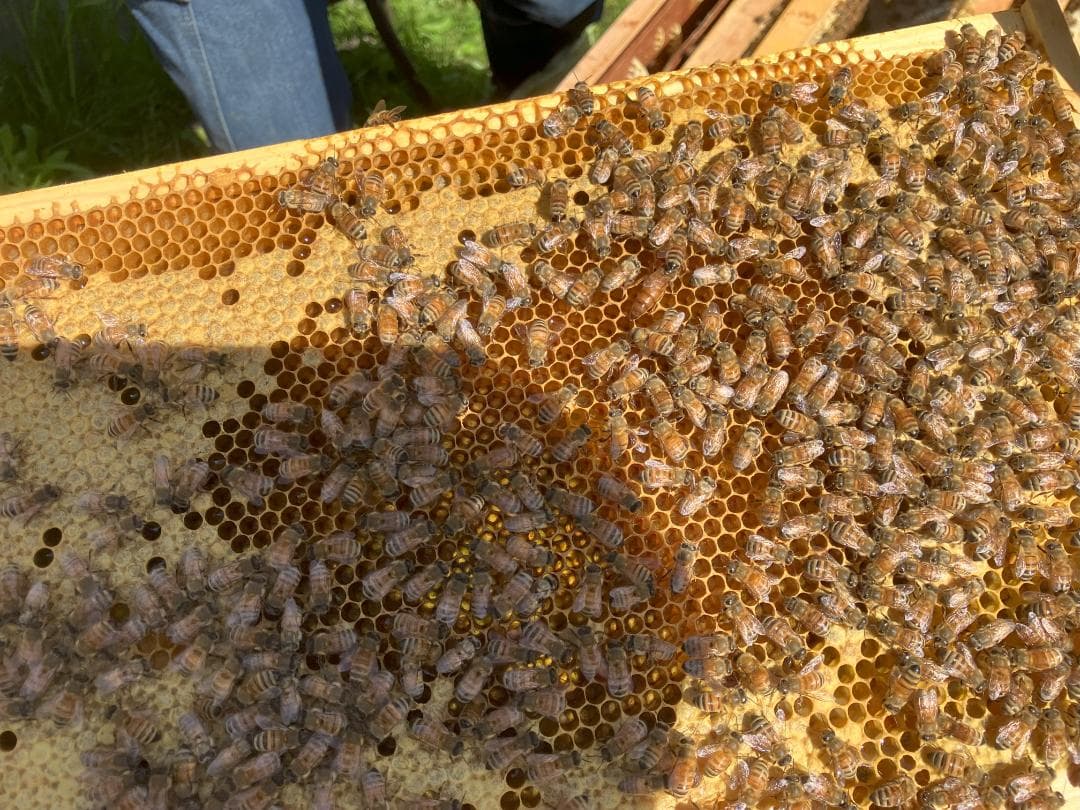 【令7】百花蜜 1000g 2本 長野県産 国産蜂蜜 生はちみつ 西洋蜜蜂y