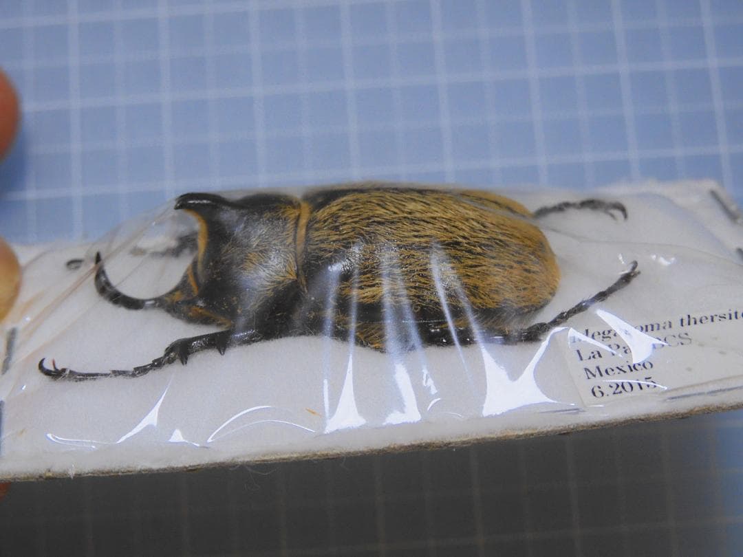 標本 Mexico Megasoma thersites 39mm