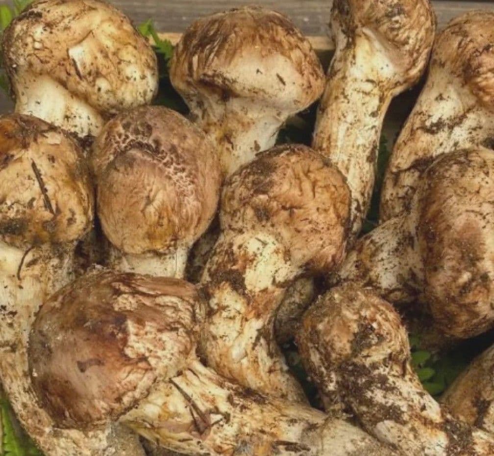 専用のお品物となります