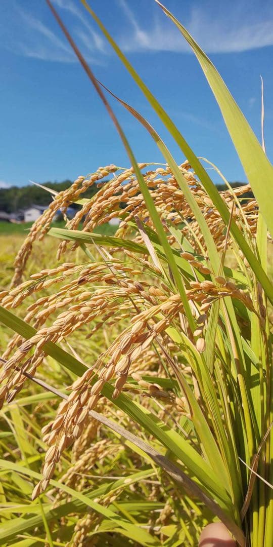 コシヒカリ精米済白米10kg 令和7年収穫分　三重県産