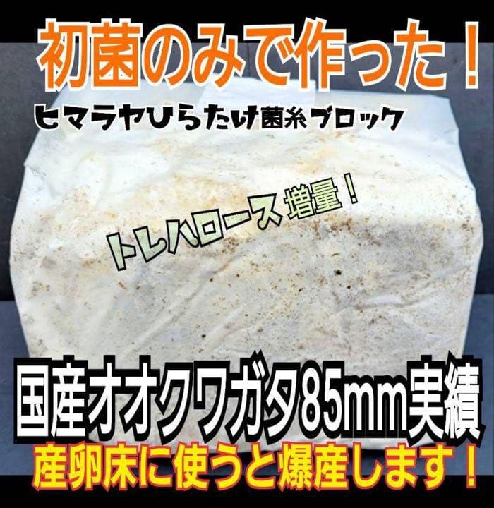 極上！ヒマラヤひらたけ菌糸ブロック【7個】トレハロース強化配合！オオクワに抜群！