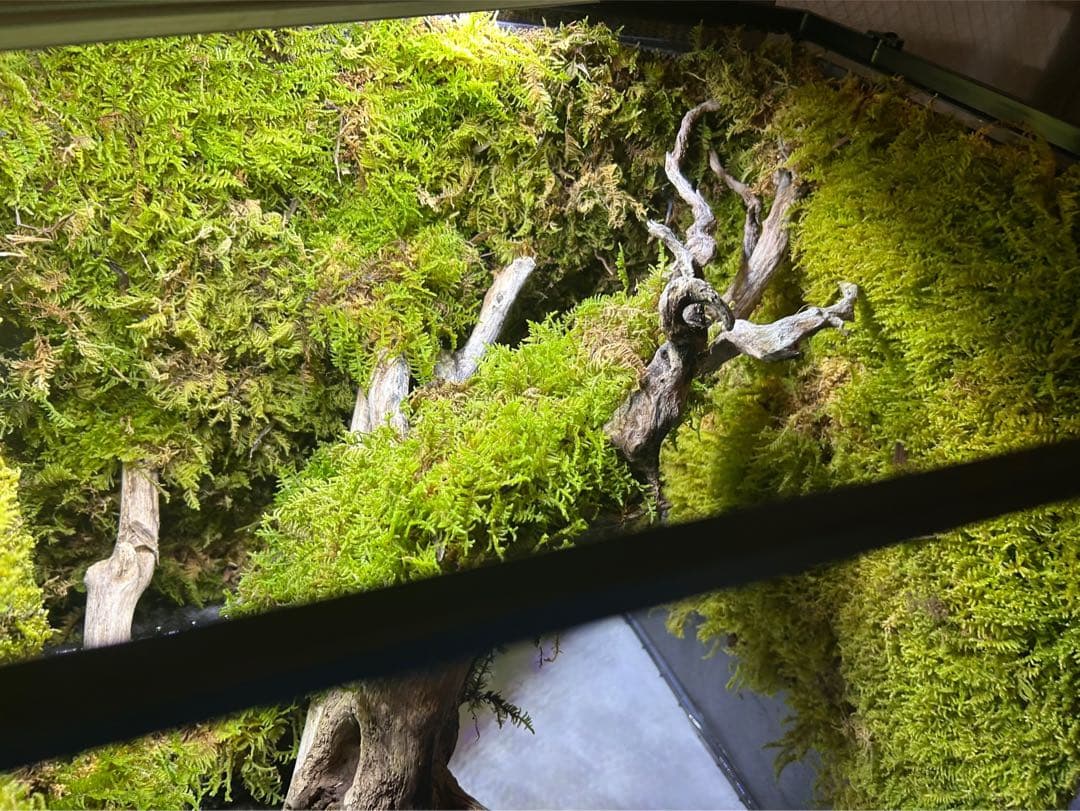 エキゾテラ4560水槽　苔テラリウム　イモリウム