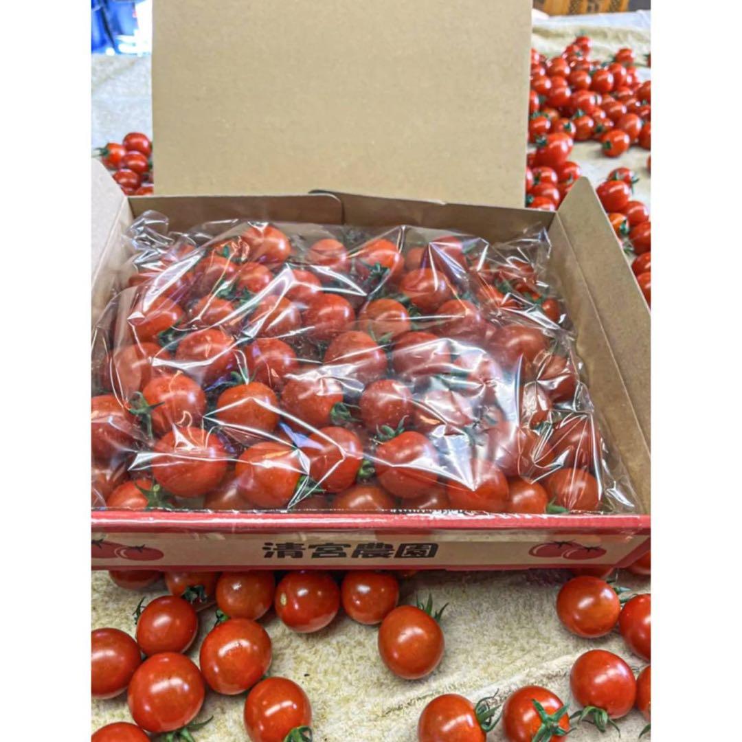 ミニトマト5kg 千果