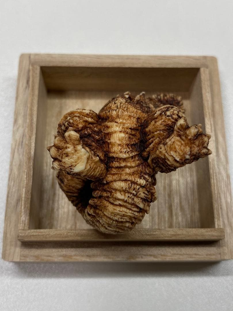 東宝怪獣根付　シン・ゴジラ　木札　木箱付き　ゴジラ　2016 未使用・新古品