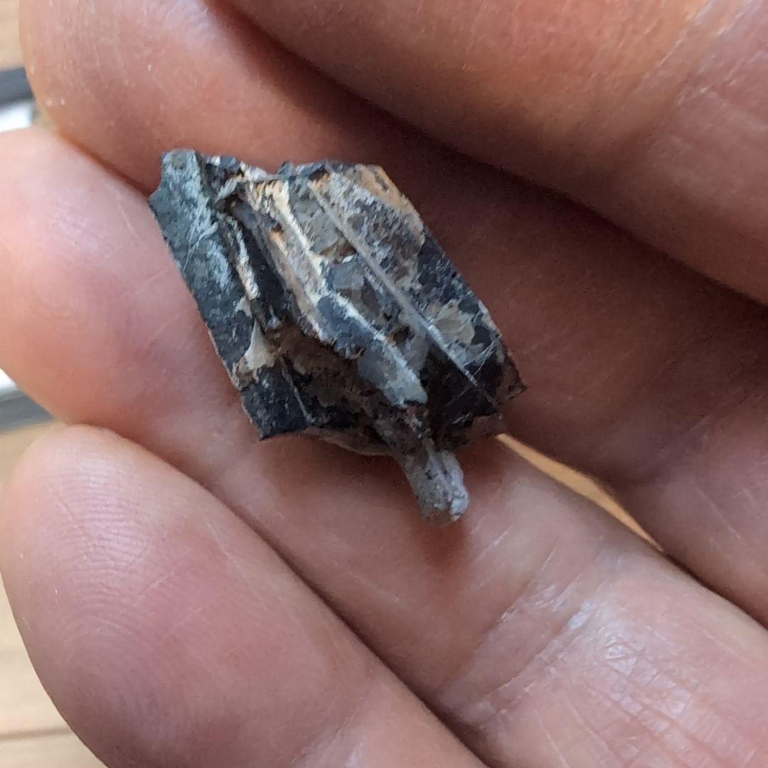 本物　ディノサウルス(ダスプレトサウルス)　歯化石　4個