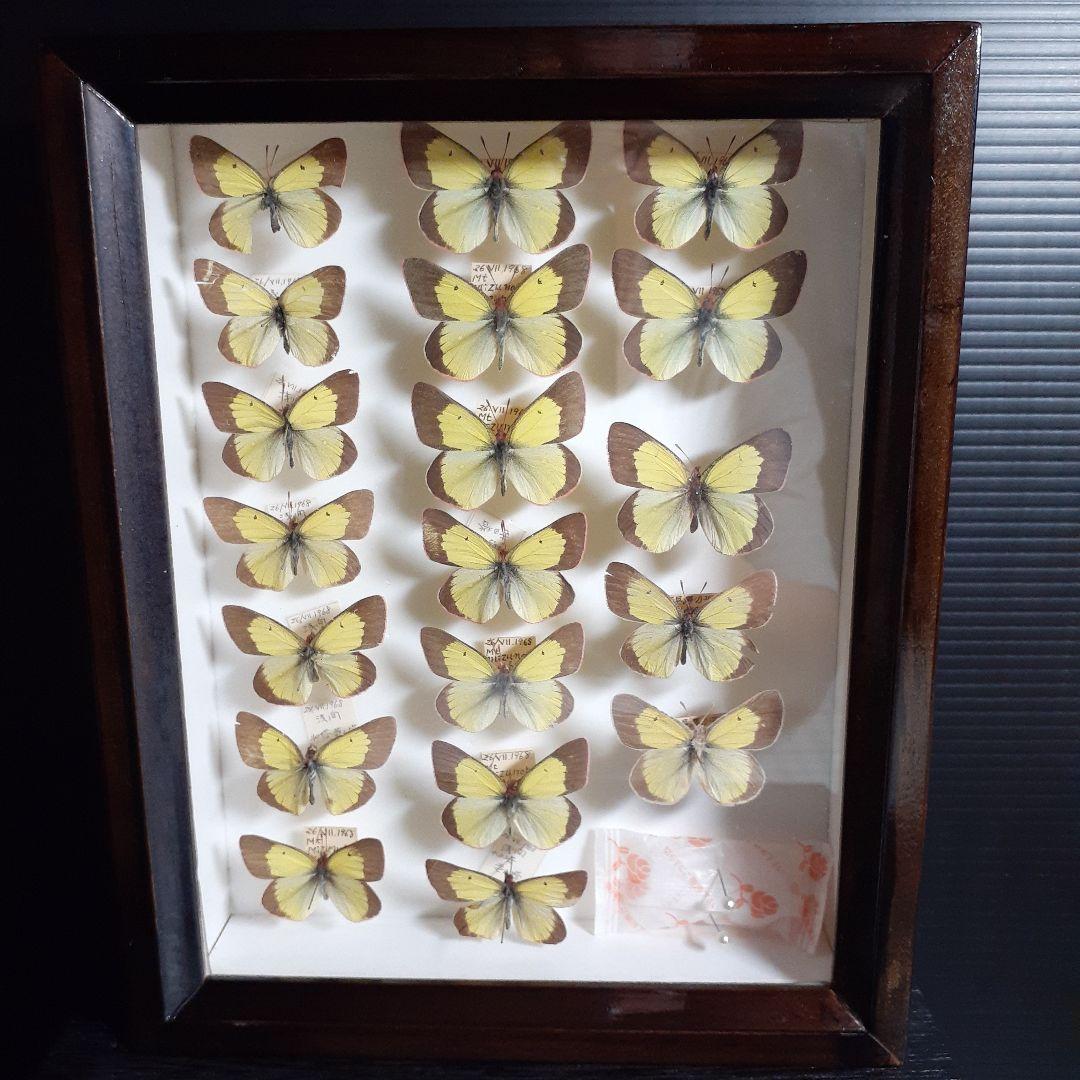 蝶標本　ミヤマモンキチョウ　(規制前採集)ドイツ標本箱二箱入り