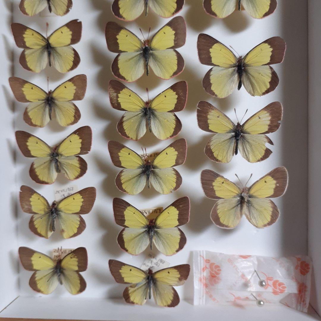 蝶標本　ミヤマモンキチョウ　(規制前採集)ドイツ標本箱二箱入り