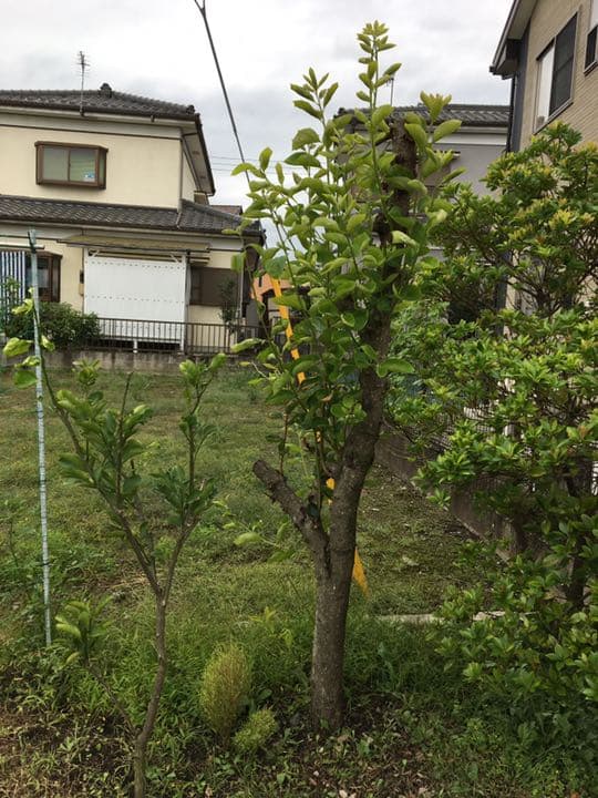 庭木売ります　　現物確認後、要相談　五千円から２万