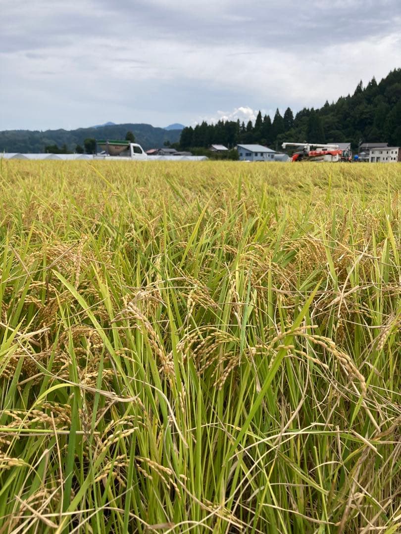 令和7年産魚沼コシヒカリ　玄米30kg