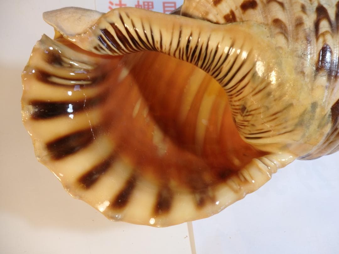 法螺貝 約43.5㎝ 木製歌口,新品 MH-479