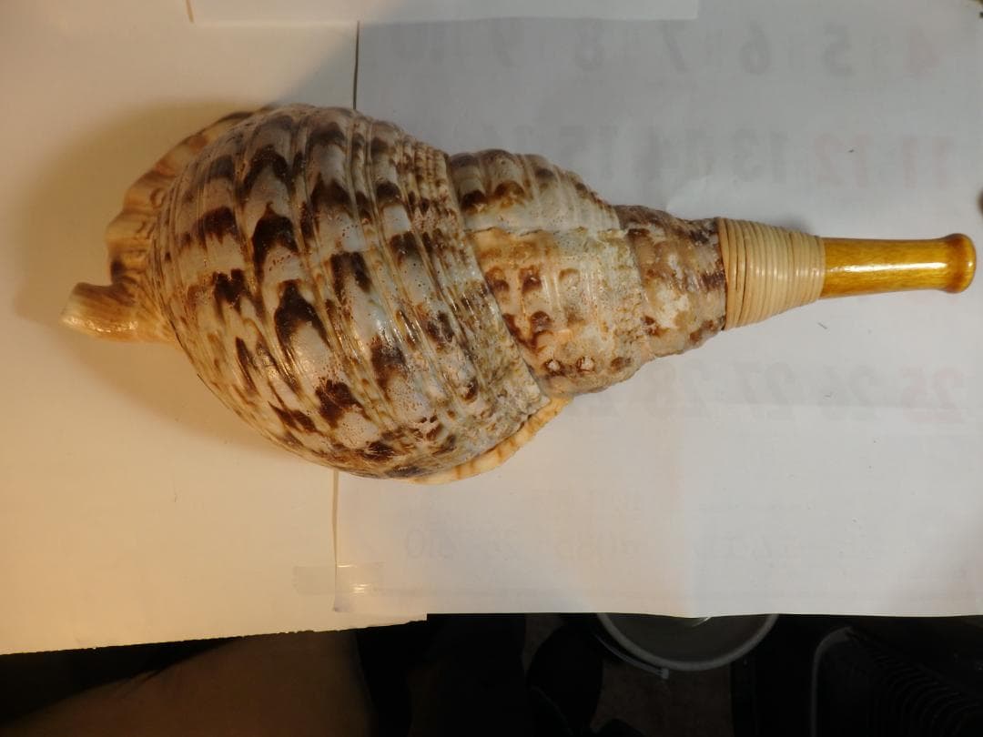 法螺貝 約43.5㎝ 木製歌口,新品 MH-479
