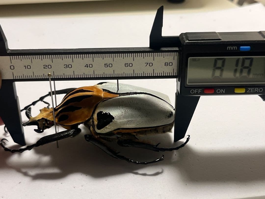 【極BIG】カタモンゴライアスオオツノハナムグ 81mm程♂ Goliath標本