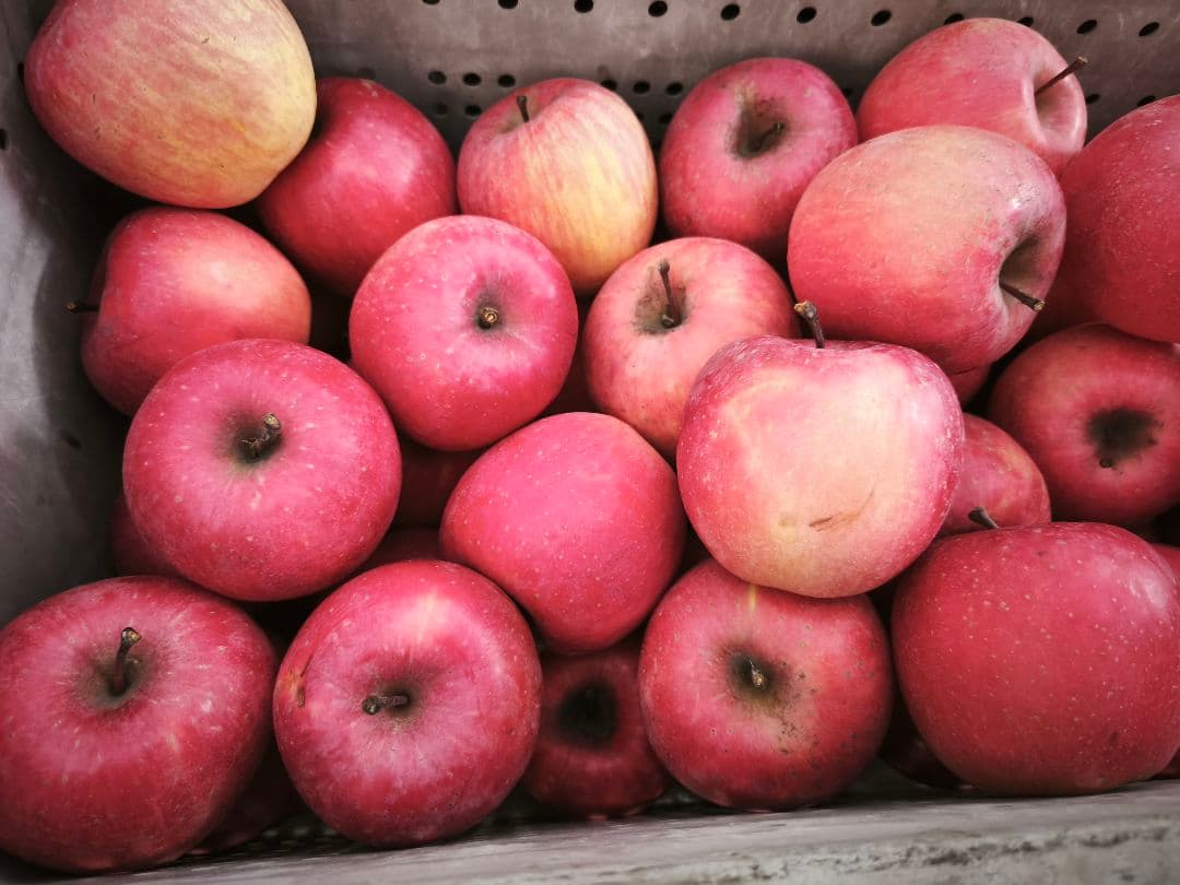 糖度21%！味は贈答用クラス10キロ【シャキシャキ】信州高山村産サンフジ