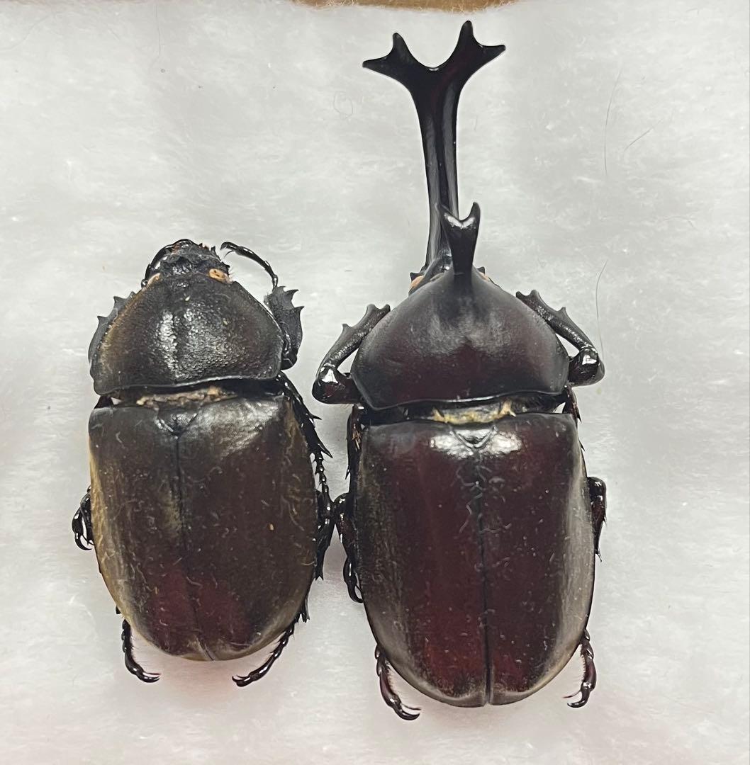 硫黄島産 カブトムシ 67mm ペア 標本