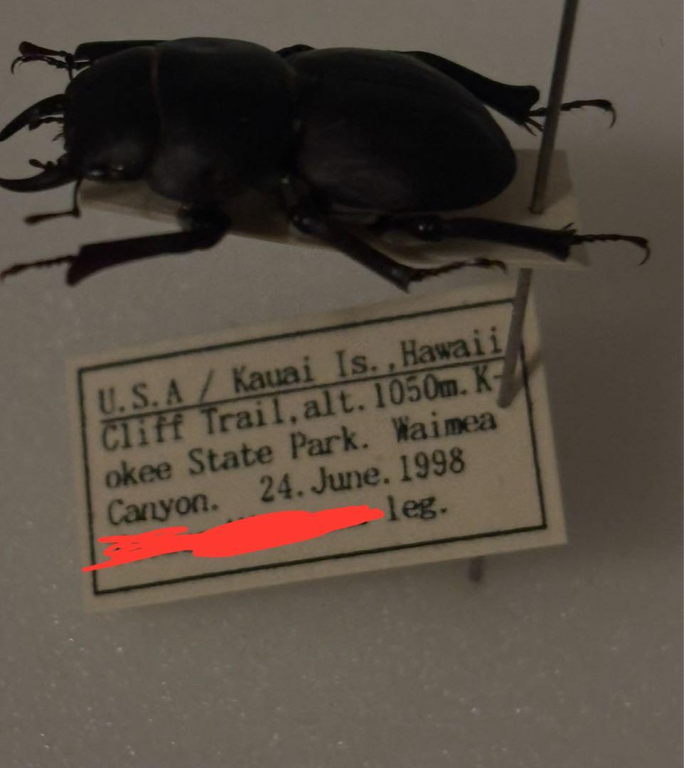 わたの木ハワイハネナシクワガタApterocyclus