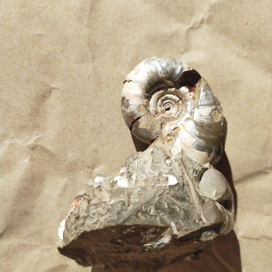 アンモナイト化石 約9cm