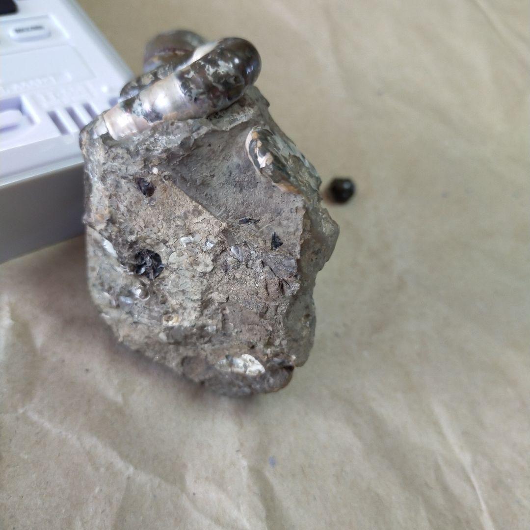 アンモナイト化石 約9cm