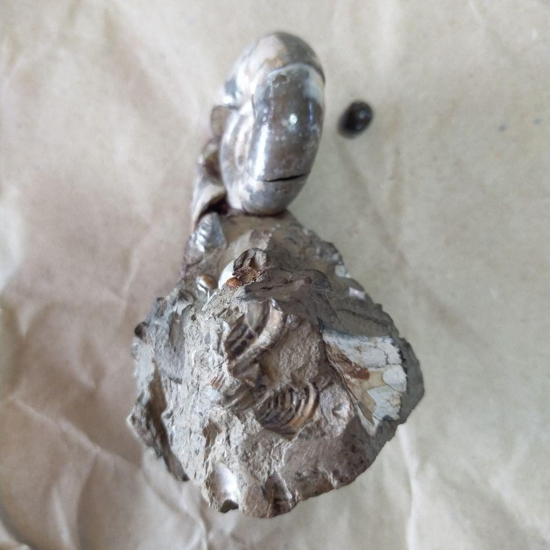 アンモナイト化石 約9cm