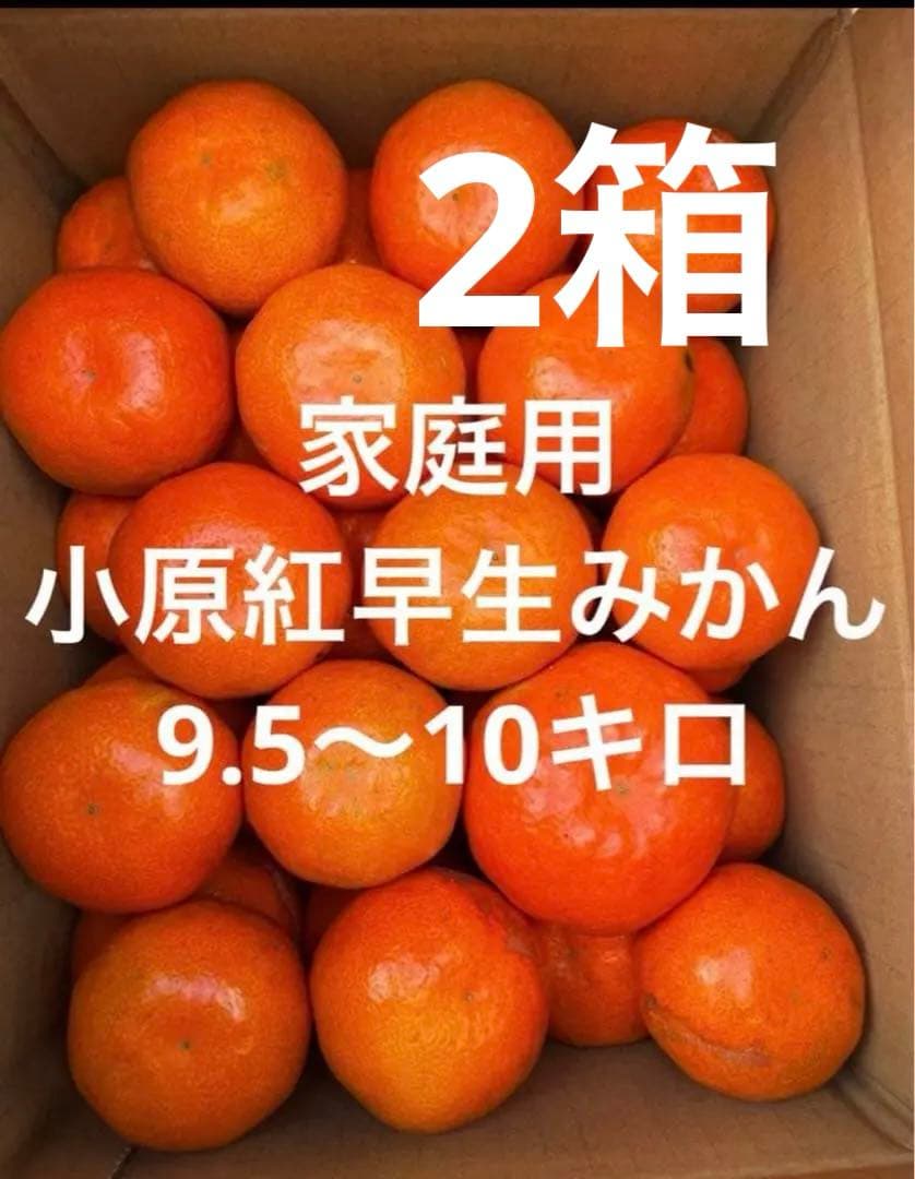 香川県産　小原紅早生みかん　家庭用9.5〜10キロ　2箱
