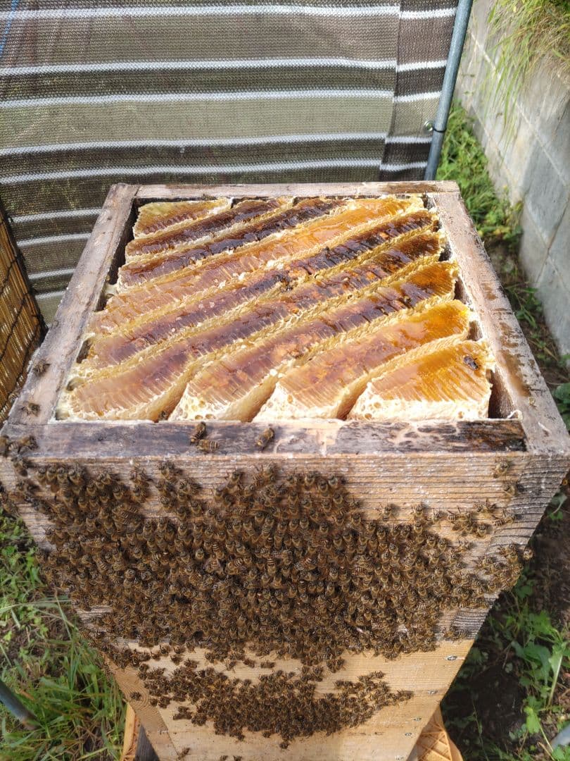 純粋はちみつ　日本蜜蜂の百花蜜　１年熟成　550ｇ✕2本（1.1kg）